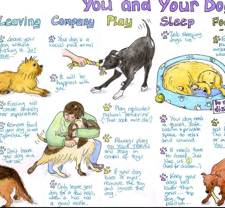 "You and Your Dog" Stock Clearance Sale- Box of 10 for just £10.00